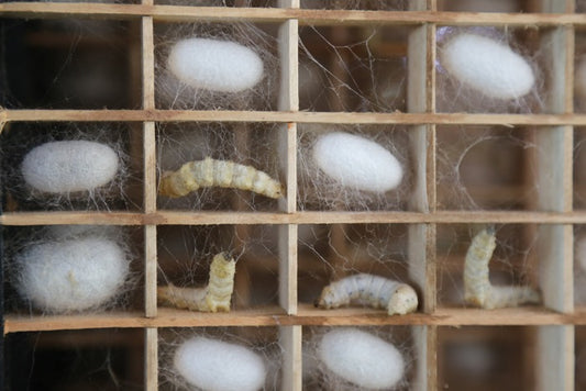 The Dream Weaving of Silkworms: Exploring the Process of Silkworm Breeding